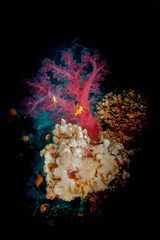 Coral underwater