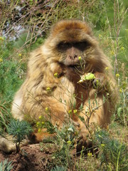 barbary macaque