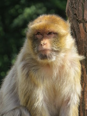 barbary macaque