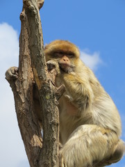 barbary macaque