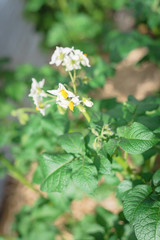 Blossom white flowers with bright yellow stamen on potatoes plants cultivated on raised bed garden