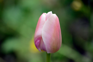 チューリップ