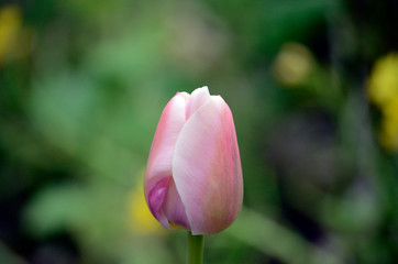 チューリップ