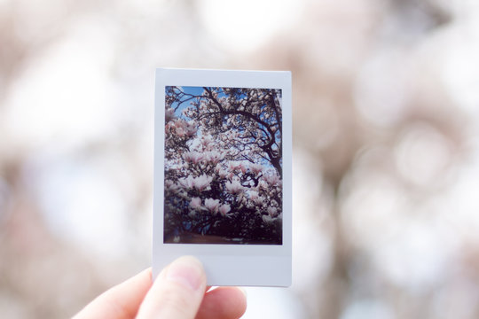 Polaroid vom Magnolienbaum