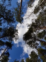 Obraz premium Trees on a background of blue sky
