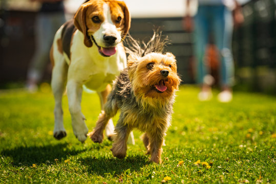 Cute Yorkshire Terrier dog and beagle dog chese each other in backyard.