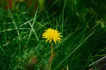 Beautiful yellow Dandelion (Taraxacum) flower growing amongst lush green grass.
