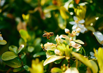 A honey bee in flight preparing to feed at a flower on a sunny day.