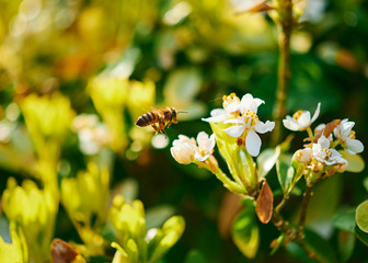 A honey bee in flight preparing to feed at a flower on a sunny day.