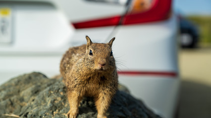 Nahaufnahme eines Eichhörnchen auf einem Stein