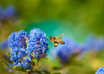 A honey bee in flight preparing to feed at a vivid blue Ceanothus flower.