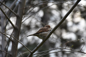 One sparrow from behind, standing on a bare twig