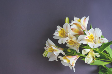 Alstroemeria flowers on the grey colored background