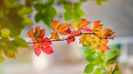 colors of autumn leaves