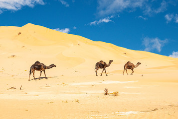 Fototapeta na wymiar Group of dromedaries in the Omani Rub al-Chali Desert