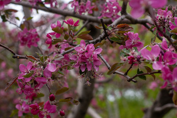 Fototapeta premium pink flower