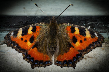The most famous Lepidoptera insect, butterfly