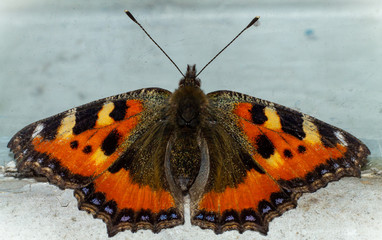 The most famous Lepidoptera insect, butterfly