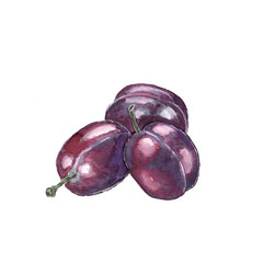 Watercolor illustration of a plum on a white background