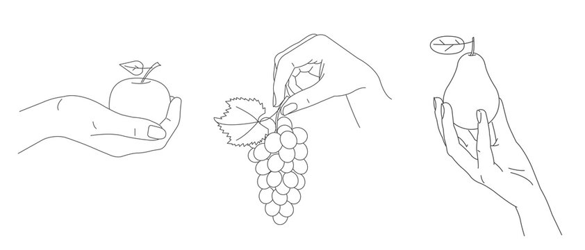 Set of illustrations of the hands gently holding fresh fruits like grape vine apple and pear, simple line realistic graphic sketch, hand gesture, isolated