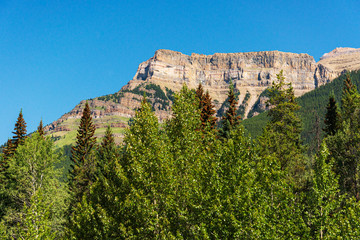 nature scenaries along the river Athabaska, Jasper National Park, Alberta, Canada