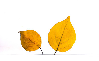 Yellow autumn fallen leafs isolated