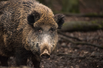 Wild Boar