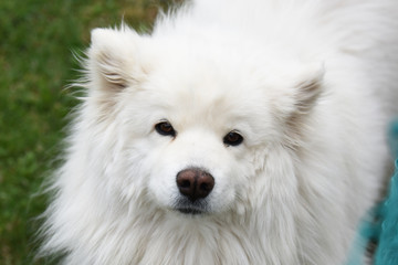 ritratto cane pelo lungo samoiedo pelo bianco 