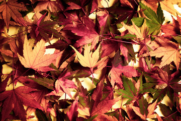 Bunch of autumn fallen leaves background pattern