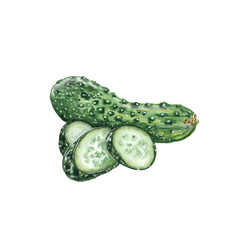Watercolor illustration of a cucumber on a white background
