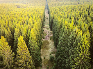 Aerial drone view of coniferous forest sunlit by the evening sun in spring. Forest swathe, tree free strip in the spruce forest.