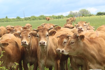Troupeau de jeunes vaches de race Limousine dans un champ d'herbe verte, regardant vers la caméra