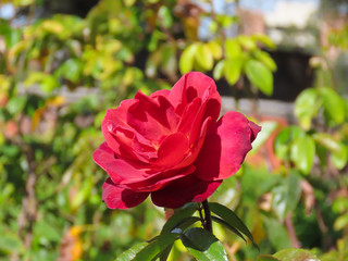 Red roses with green backgrounds