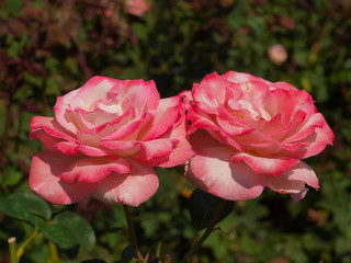 Red roses with green backgrounds