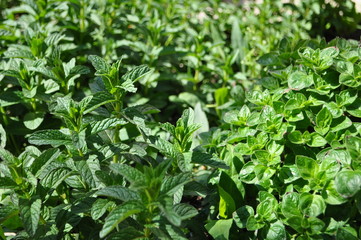 mint growing in nature