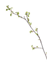 Shrub branches with young leaves in spring  isolated