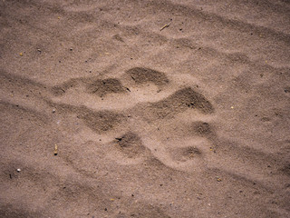 Lion paw print in Chobe National Park, Botswana