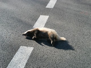 cat on the street © Artur