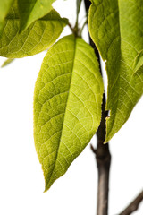 Shrub branches with young leaves in spring  isolated