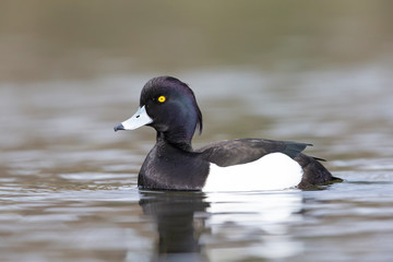 A adult male tufted duck (Aythya fuligula) swimming and foraging in a city pond in the capital city of Berlin Germany.	
