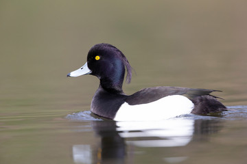 A adult male tufted duck (Aythya fuligula) swimming and foraging in a city pond in the capital city of Berlin Germany.	