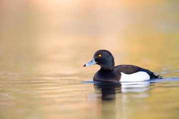 A adult male tufted duck (Aythya fuligula) swimming and foraging in a city pond in the capital city of Berlin Germany.	