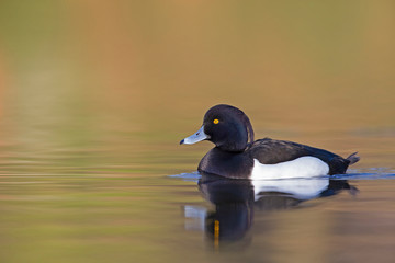 A adult male tufted duck (Aythya fuligula) swimming and foraging in a city pond in the capital city of Berlin Germany.	