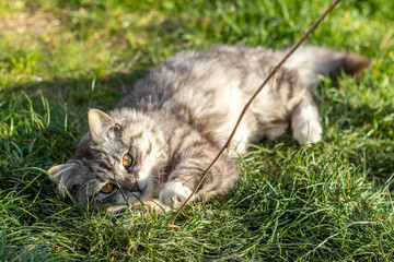 Fluffy cat lies in the grass on a sunny lawn.