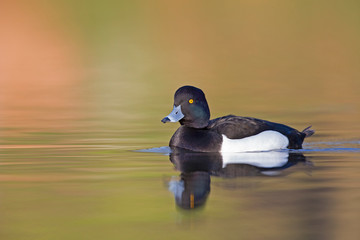 A adult male tufted duck (Aythya fuligula) swimming and foraging in a city pond in the capital city of Berlin Germany.	