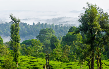 Fototapeta na wymiar Landscape of Sunrise and foggy mountain view of tea plantation 