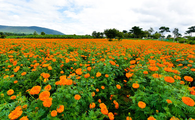 Chrysanthemum Flower Garden in front of beautiful Indian village surrounded by Green trees