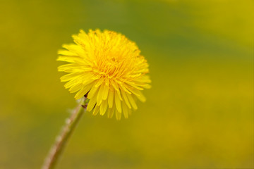 Naklejka premium Yellow dandelion flower head. Close-up. Blurred background.