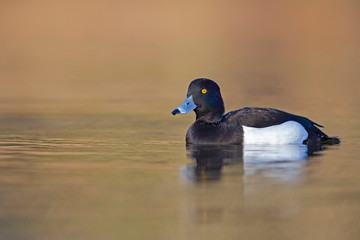 A adult male tufted duck (Aythya fuligula) swimming and foraging in a city pond in the capital city of Berlin Germany.	