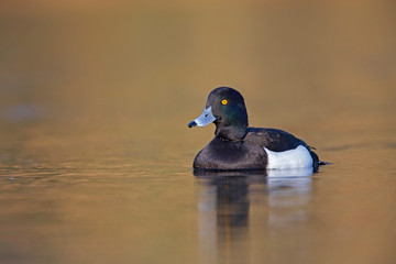 A adult male tufted duck (Aythya fuligula) swimming and foraging in a city pond in the capital city of Berlin Germany.	